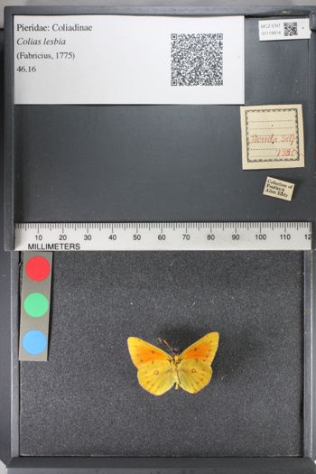 Media type: image;   Entomology 119814